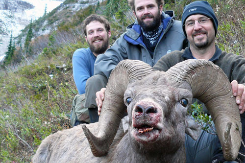 Rocky Mountain Bighorn Sheep Hunts