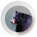 Black Bear