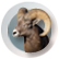 Rocky Mountain Bighorn Sheep