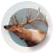 Rocky Mountain Elk