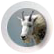 Rocky Mountain Goat