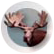 Shiras Moose