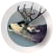 White-tailed Deer, Mule Deer